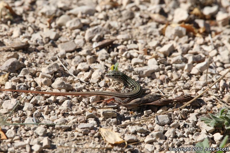 Texas Spotted Whiptail (Aspidoscelis gularis gularis)