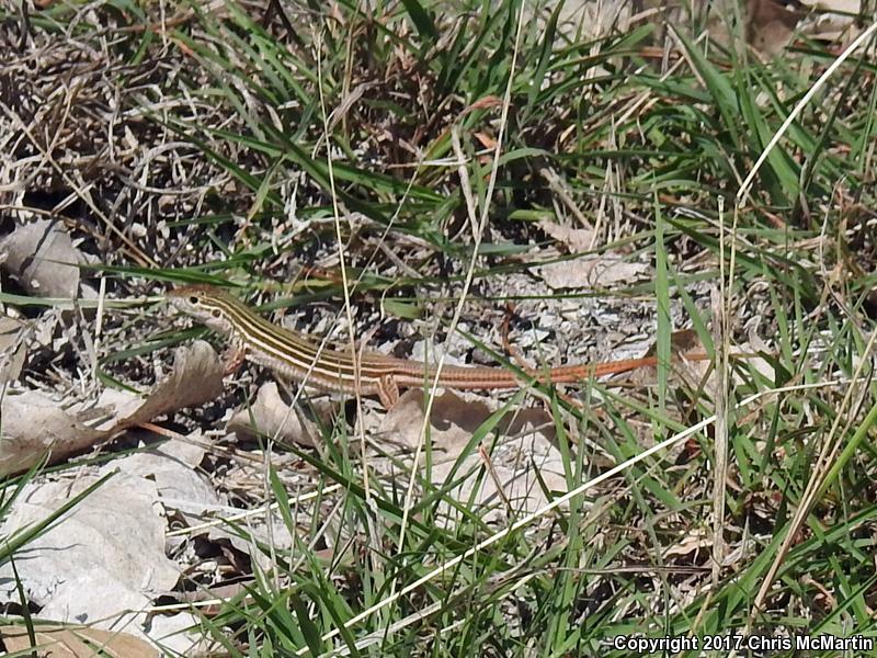 Texas Spotted Whiptail (Aspidoscelis gularis gularis)