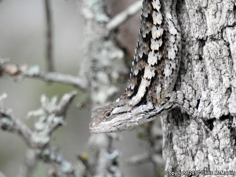 Texas Spiny Lizard (Sceloporus olivaceus)