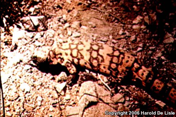 Banded Gila Monster (Heloderma suspectum cinctum)