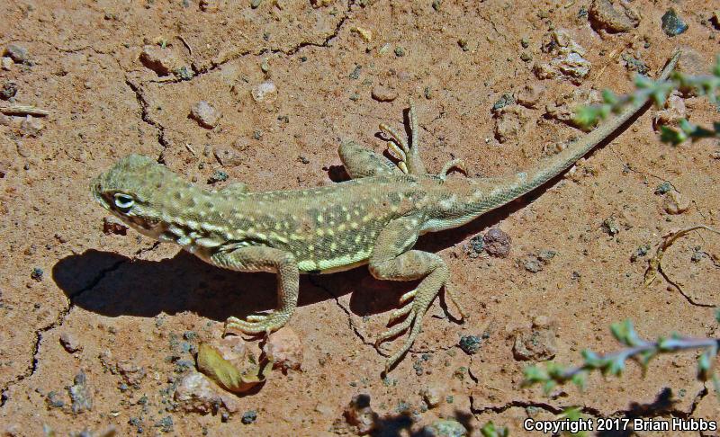 Speckled Earless Lizard (Holbrookia maculata approximans)