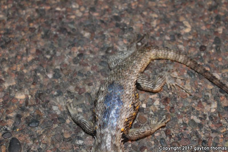 Purple-backed Spiny Lizard (Sceloporus magister magister)