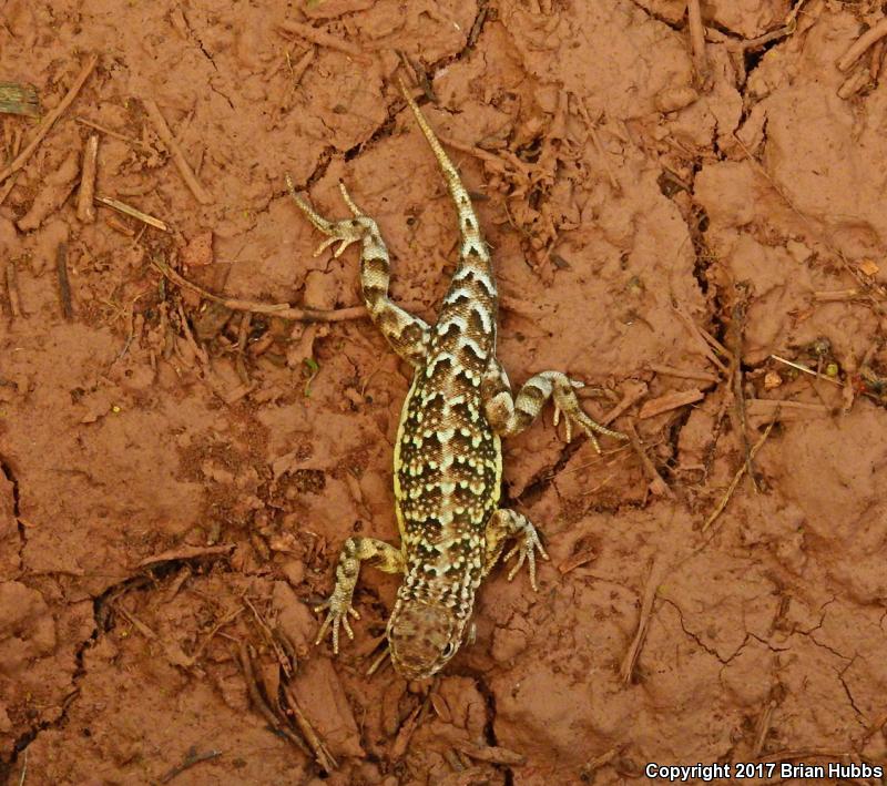 Speckled Earless Lizard (Holbrookia maculata approximans)