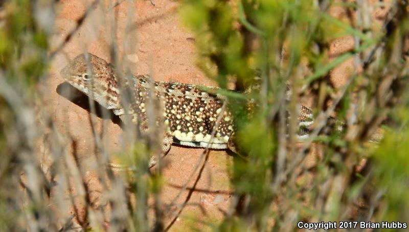 Speckled Earless Lizard (Holbrookia maculata approximans)