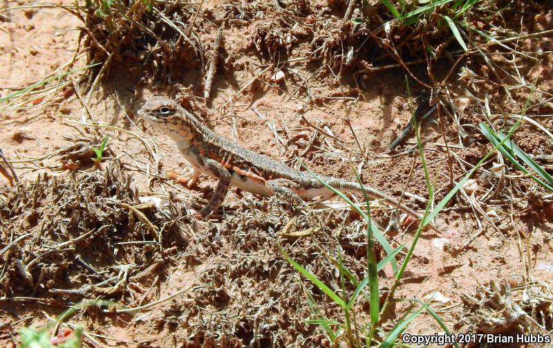 Speckled Earless Lizard (Holbrookia maculata approximans)