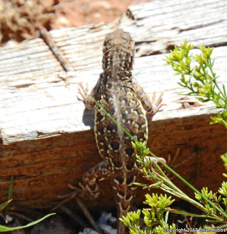 Speckled Earless Lizard (Holbrookia maculata approximans)