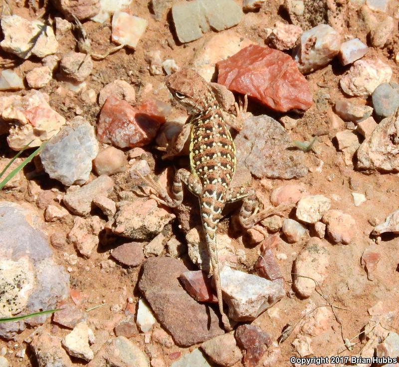 Speckled Earless Lizard (Holbrookia maculata approximans)