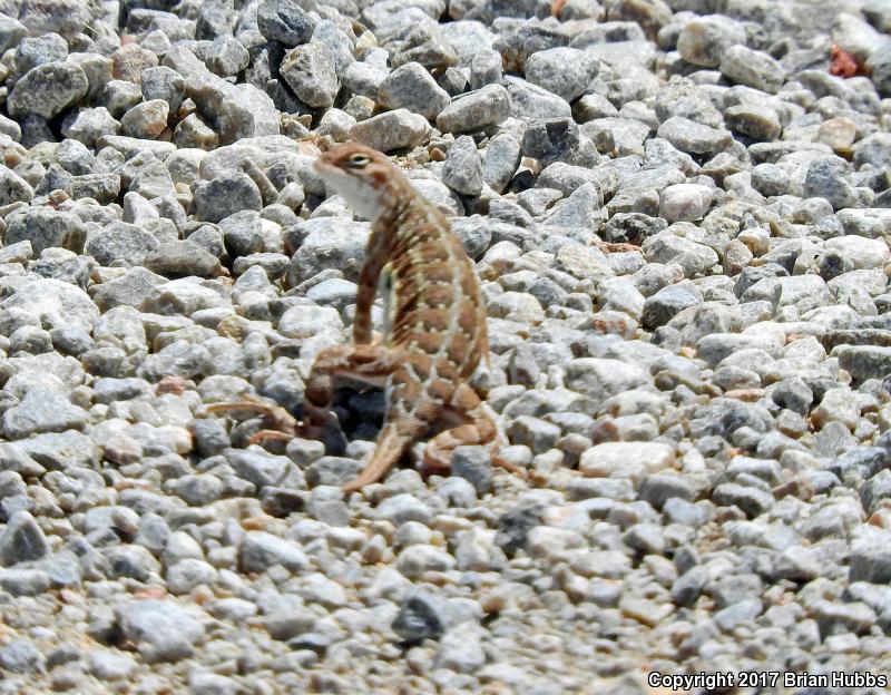 Speckled Earless Lizard (Holbrookia maculata approximans)