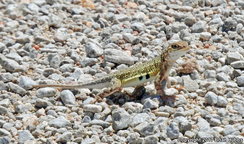 Speckled Earless Lizard (Holbrookia maculata approximans)