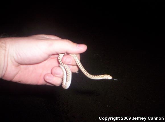 Western Glossy Snake (Arizona occidentalis)