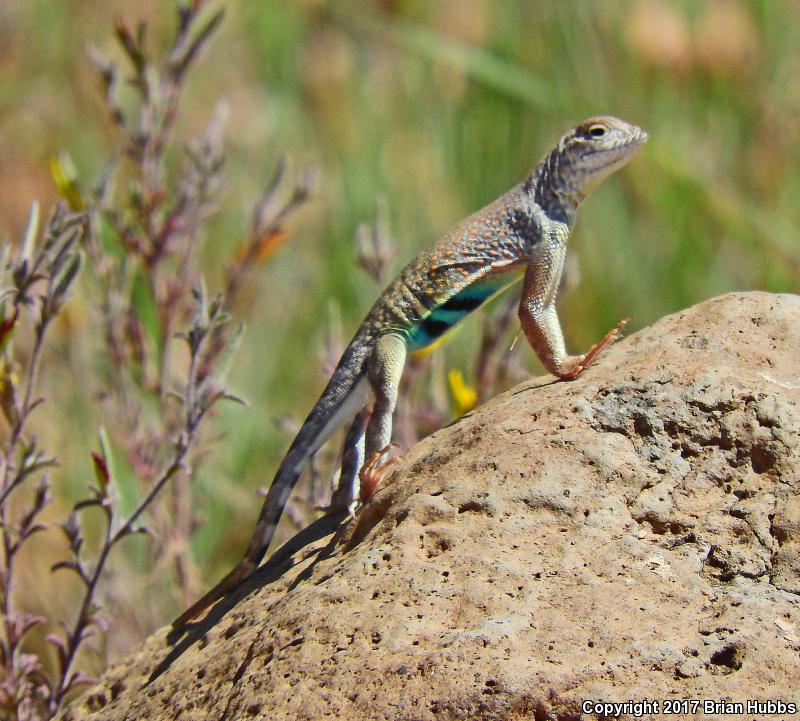 SouthWestern Earless Lizard (Cophosaurus texanus scitulus)