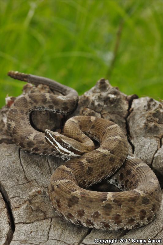 Arizona Ridge-nosed Rattlesnake (Crotalus willardi willardi)