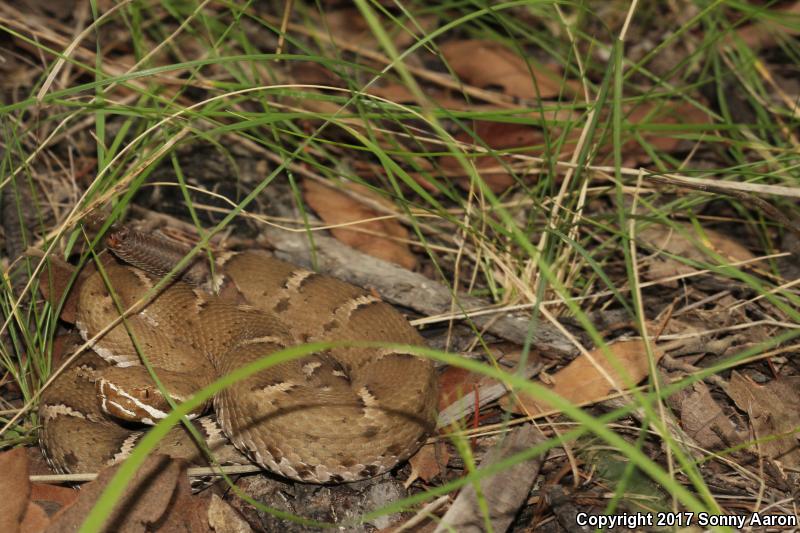 Arizona Ridge-nosed Rattlesnake (Crotalus willardi willardi)