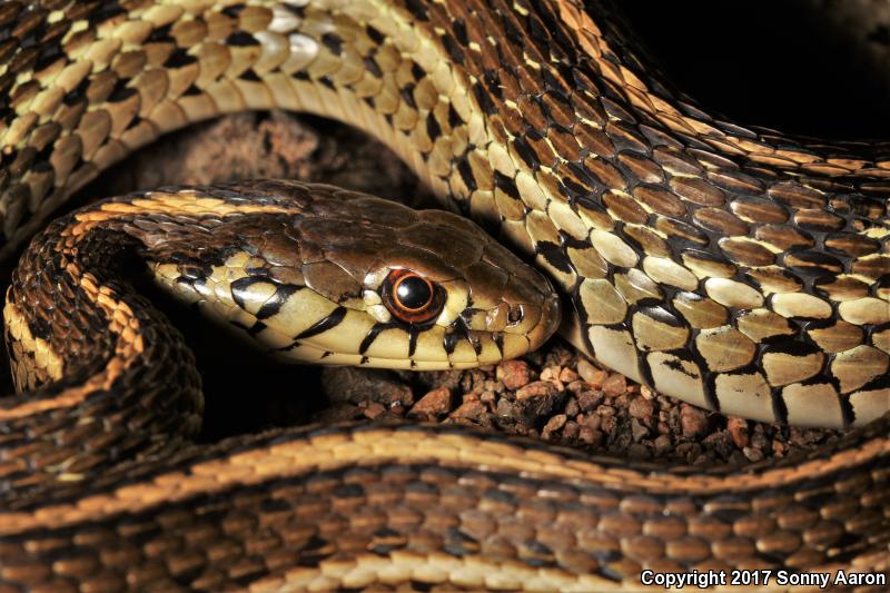 Mexican Gartersnake (Thamnophis eques)