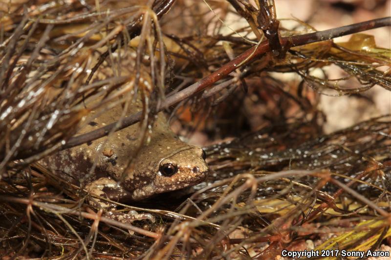 Western Narrow-mouthed Toad (Gastrophryne olivacea olivacea)