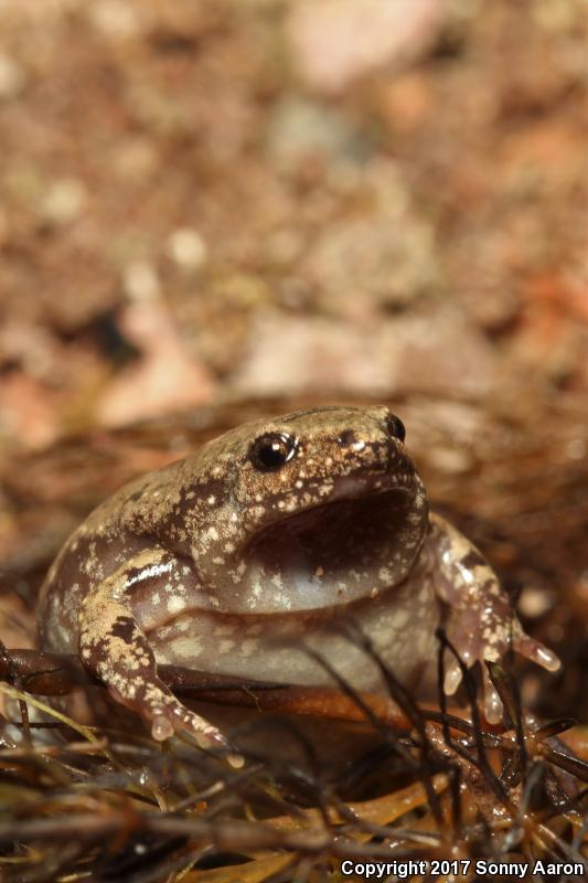 Western Narrow-mouthed Toad (Gastrophryne olivacea olivacea)