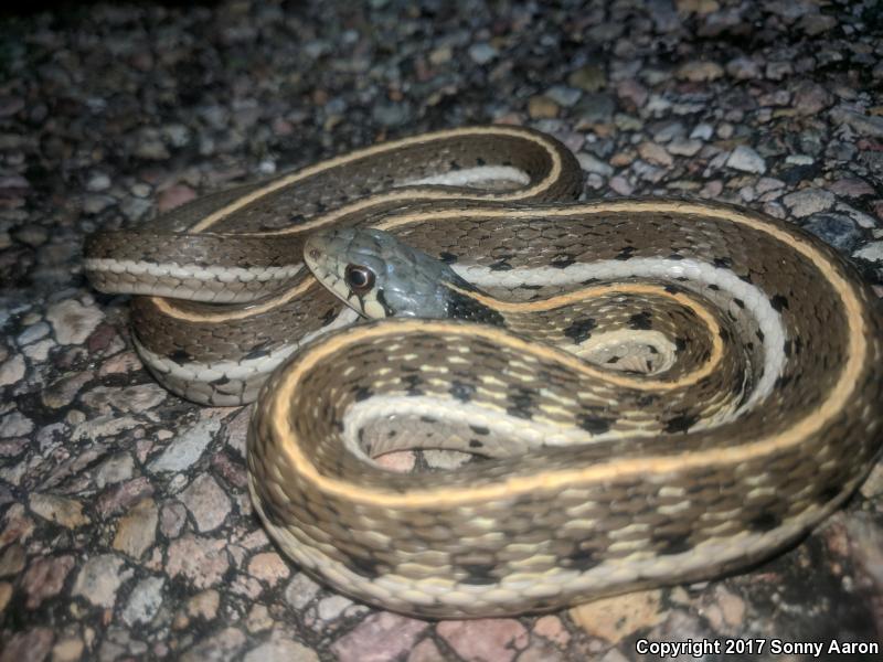 Western Black-necked Gartersnake (Thamnophis cyrtopsis cyrtopsis)