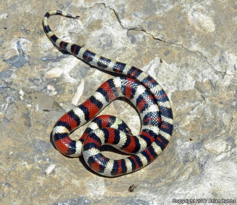 Central Plains Milksnake (Lampropeltis triangulum gentilis)