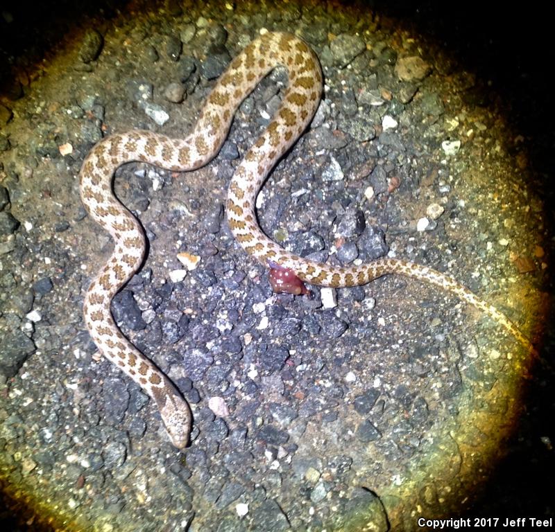 Chihuahuan Nightsnake (Hypsiglena jani)