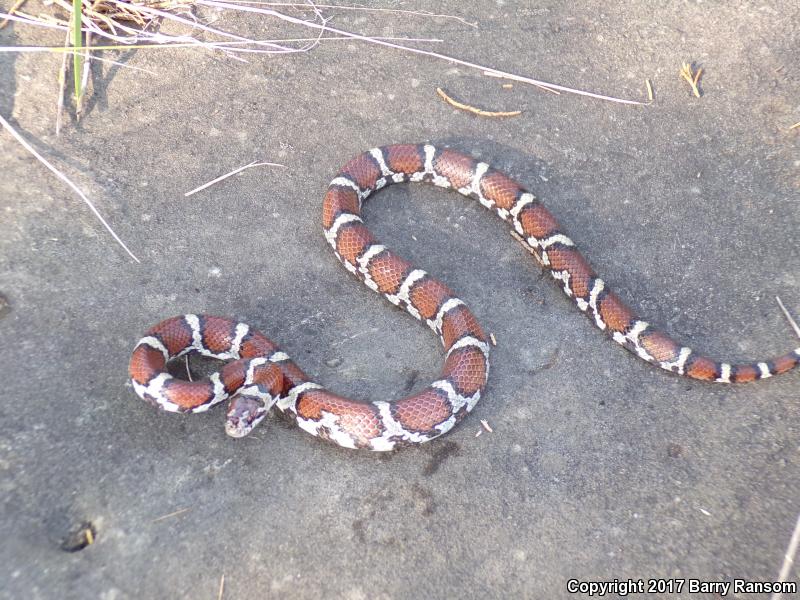 Red Milksnake (Lampropeltis triangulum syspila)