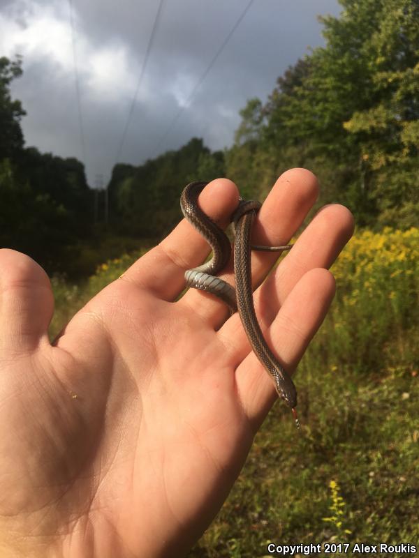 Short-headed Gartersnake (Thamnophis brachystoma)