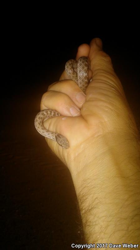 Sonoran Nightsnake (Hypsiglena chlorophaea chlorophaea)