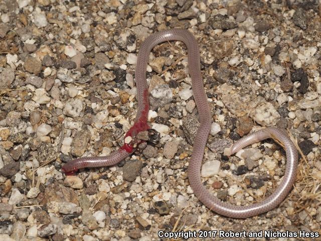 SouthWestern Threadsnake (Leptotyphlops humilis humilis)