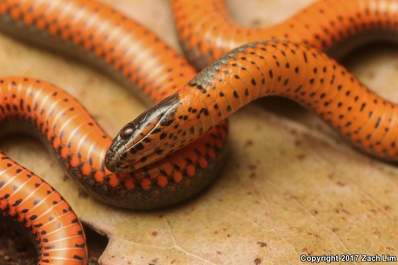 Pacific Ring-necked Snake (Diadophis punctatus amabilis)