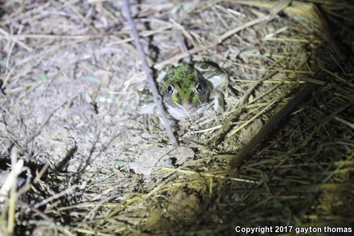 Lowland Leopard Frog (Lithobates yavapaiensis)