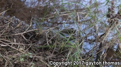 Lowland Leopard Frog (Lithobates yavapaiensis)