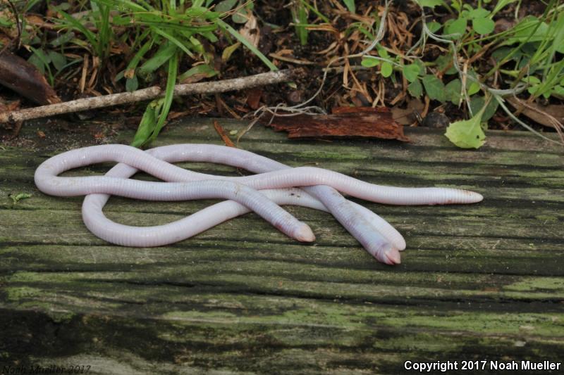 Florida Worm Lizard (Rhineura floridana)