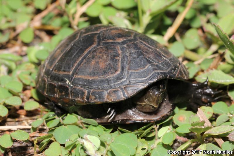 Eastern Mud Turtle (Kinosternon subrubrum subrubrum)