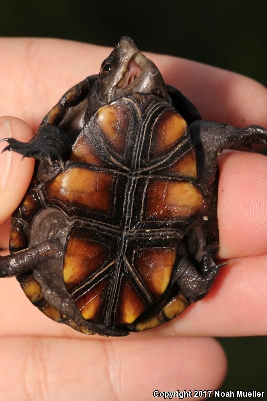 Eastern Mud Turtle (Kinosternon subrubrum subrubrum)