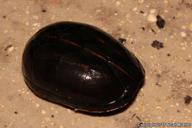 Striped Mud Turtle (Kinosternon baurii)