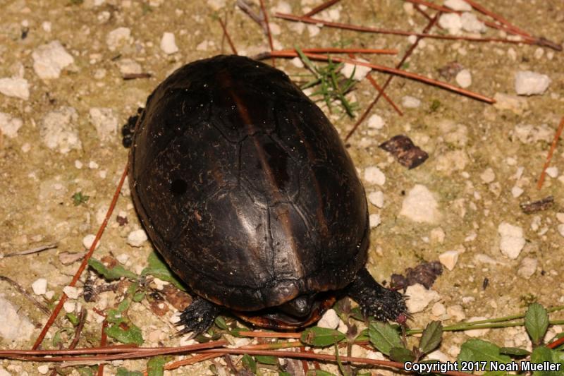 Striped Mud Turtle (Kinosternon baurii)