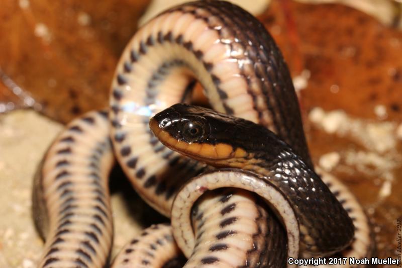 Glossy Crayfish Snake (Regina rigida)