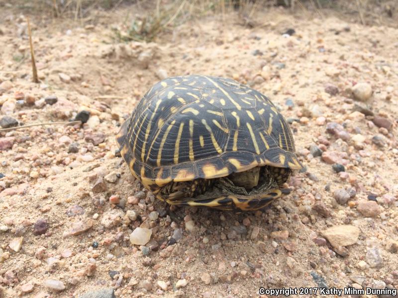 Ornate Box Turtle (Terrapene ornata ornata)