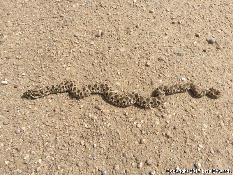 Plains Hog-nosed Snake (Heterodon nasicus)