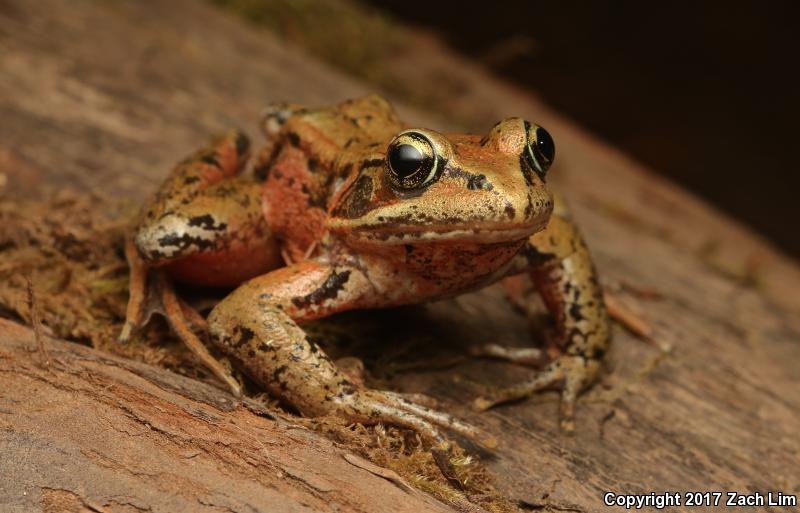 Northern Red-legged Frog (Rana aurora)