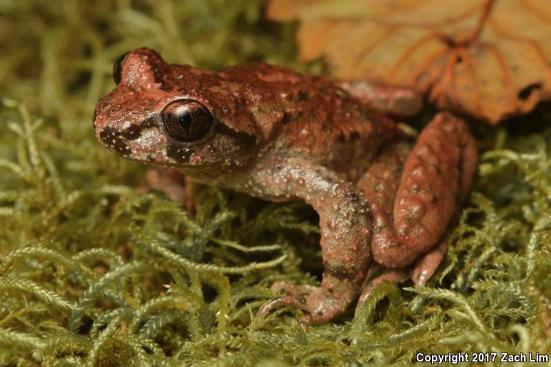 Western Tailed Frog (Ascaphus truei)