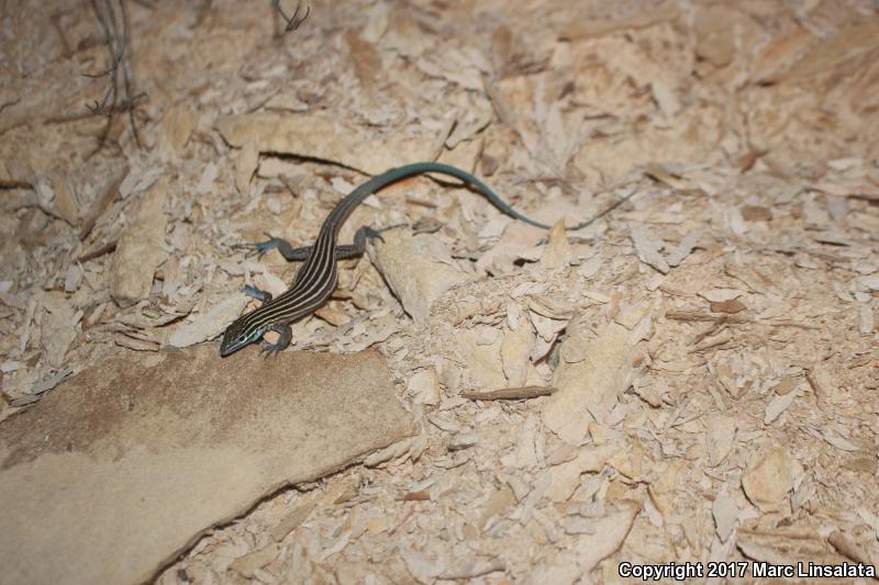 Trans-Pecos Striped Whiptail (Aspidoscelis inornata heptagramma)