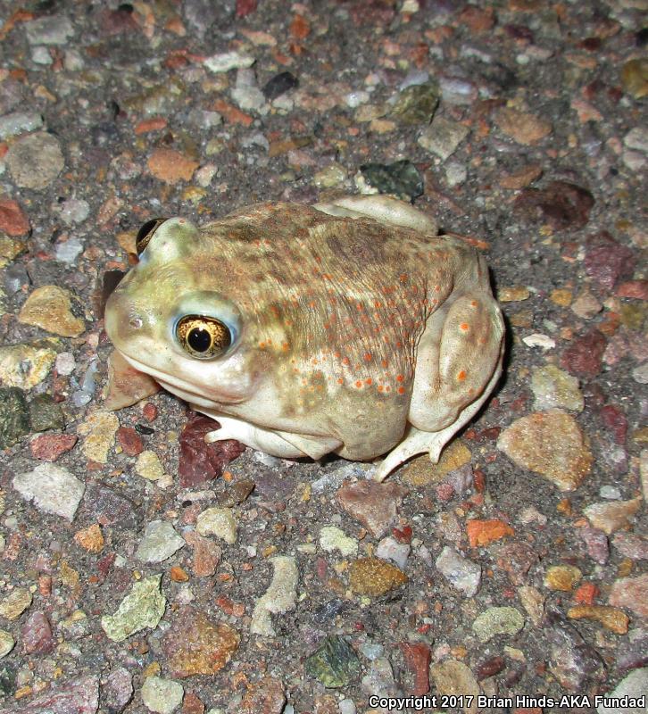 Plains Spadefoot (Spea bombifrons)