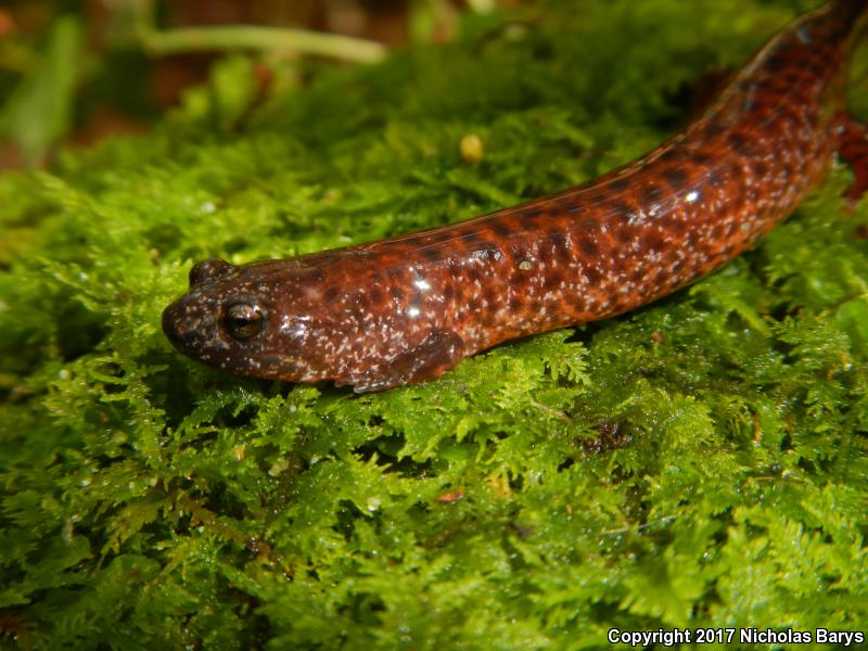 Southern Red Salamander (Pseudotriton ruber vioscai)