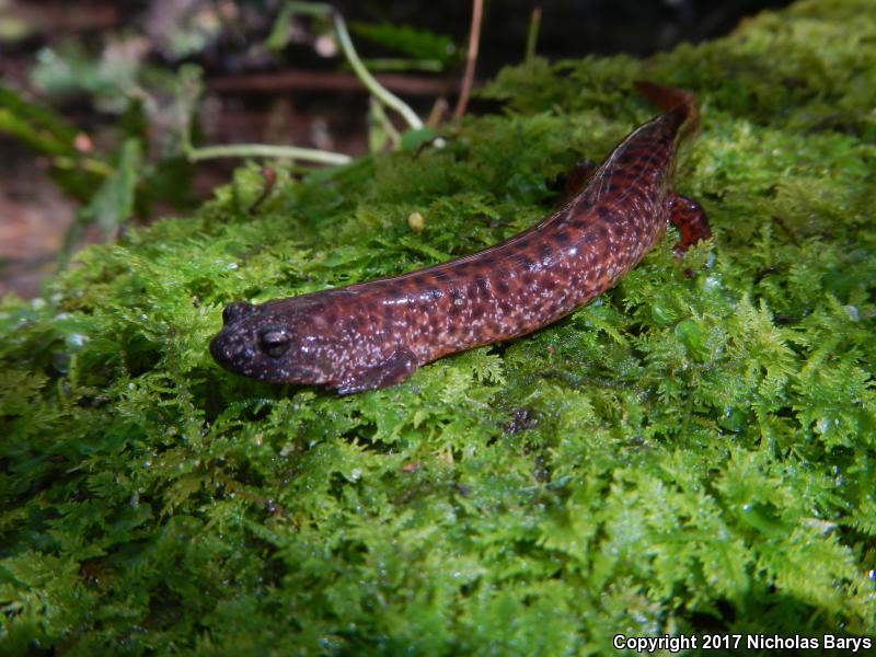 Southern Red Salamander (Pseudotriton ruber vioscai)