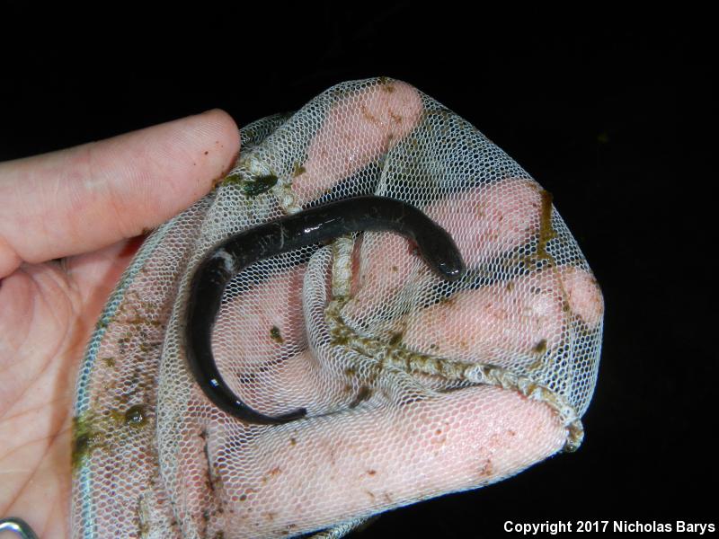 Lesser Siren (Siren intermedia)