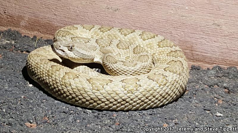 Grand Canyon Rattlesnake (Crotalus oreganus abyssus)