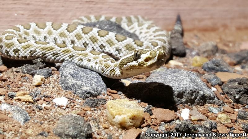 Grand Canyon Rattlesnake (Crotalus oreganus abyssus)