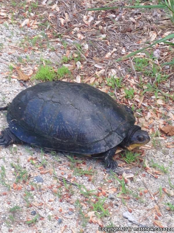 Blanding's Turtle (Emydoidea blandingii)