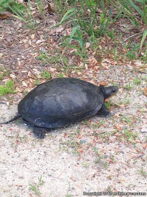 Blanding's Turtle (Emydoidea blandingii)