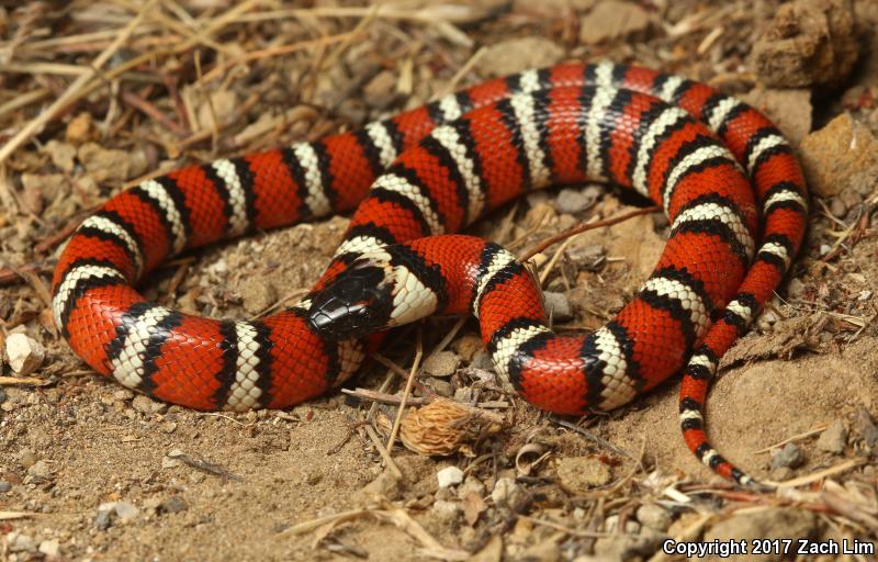 Coast Mountain Kingsnake (Lampropeltis zonata multifasciata)